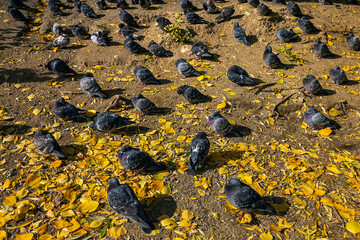 Many pigeons bask on shore, among autumn leaves on sunny day.