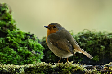 Robin in the moss