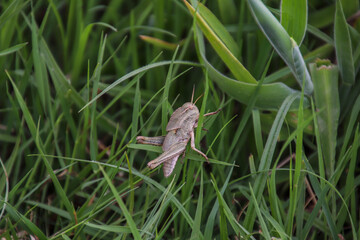lizard on a tree