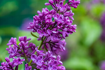 Fototapeta na wymiar Big lilac branch bloom. Bright blooms of spring lilacs bush. Spring blue lilac flowers close-up on blurred background. Bouquet of purple flowers