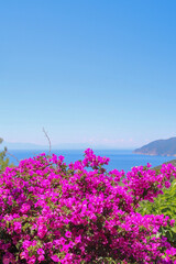 Obraz premium flowers on the beach