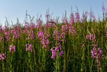 Blooming fireweed, rosebay willowherd plant in the meadow, natural background. Summer concept.