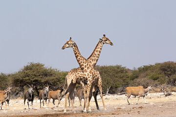 Jirafas y grupo de antílopes en parque nacional de Ethosa, Namibia.