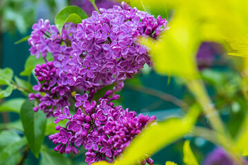 Fototapeta premium Big lilac branch bloom. Bright blooms of spring lilacs bush. Spring blue lilac flowers close-up on blurred background. Bouquet of purple flowers