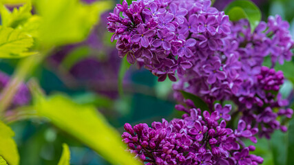 Big lilac branch bloom. Bright blooms of spring lilacs bush. Spring blue lilac flowers close-up on blurred background. Bouquet of purple flowers