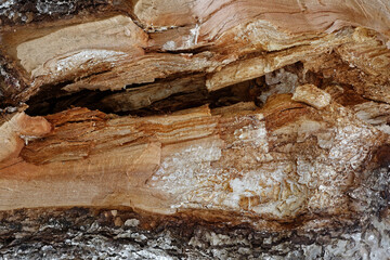 View of the broken trunk of an old apple tree in a horizontal position.