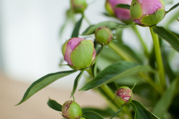 Close up of bouquet of fresh pink peonies, seasonal concept