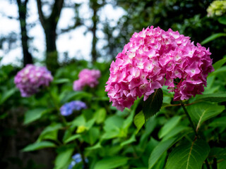 Fototapeta premium 紫陽花