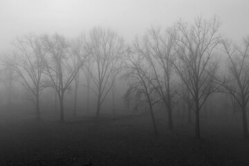 Gray foggy morning in the city park of Szeged in Hungary.