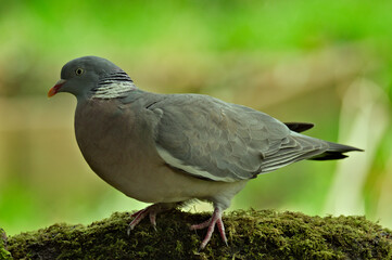 wood pigeon- Columba palumbus
