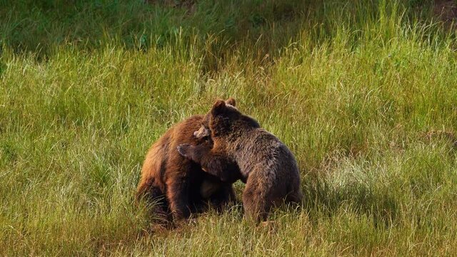 Brown bears (Ursus arctos) frolicking. Spain.Europe