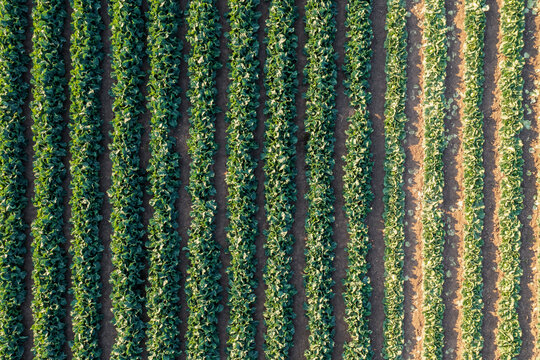 Beds Of Young Cabbage Growing On The Farm, Aerial View. Agricultural Field Of Cabbage Planted In Rows