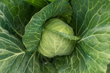 head of young green cabbage close-up.