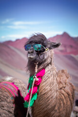 Alpaka in den Höhen von Vinicunca. Auf etwa 5000 Metern über dem Meeresspiegel befindet sich der Berg der 7 Farben oder auch Vinicunca genannt, der sich in den Anden von Peru, Region Cusco, befindet