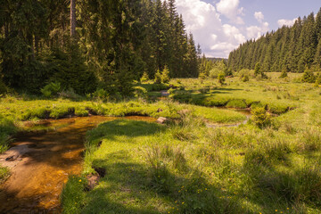 Fototapeta na wymiar A clear golden stream flows by the forest on the edge of a meadow with grass. 