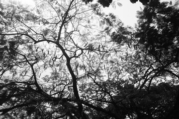 Landscape photographs of University of Lagos, Akoka, Nigeria showing trees, black and white landscape portraits and beautiful green grass and skies. no people in the image. 
