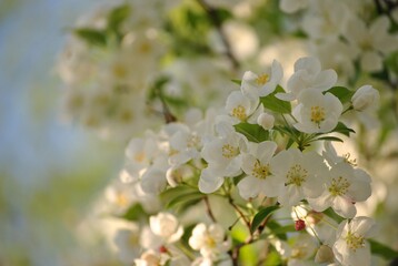 spring tree bloom