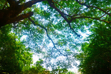 Landscape photographs of University of Lagos, Akoka, Nigeria showing trees, black and white landscape portraits and beautiful green grass and skies. no people in the image. 