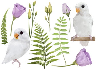 Collection of hand-drawn romantic illustrations isolated on white background. Botanical elements and white lovebirds (parrots) collection - perfect for postcards, wedding and greeting invitations