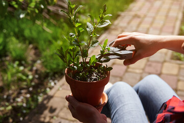Close-up of woman gardener cutting mint leaves growing in clay pot with garden shears