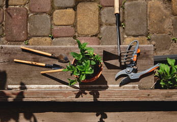 Flat lay composition with gardening tools, garden shears and a clay pot with planted mint leaves...