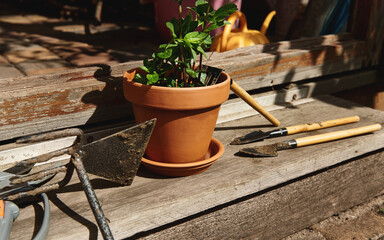 Still life of gardening tools and a clay pot with planted mint leaves lying at the doorstep in a...