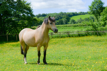 Beautiful horse in the meadow on a summers day. 