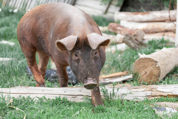 piglet with dark brown hair and curled pig tail in a cage eating grass on a pig pork farm