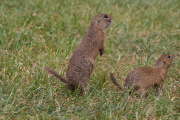 Naklejka na ściany i meble Rodent Spermophilus citellus on a meadow with grass and in its environment 