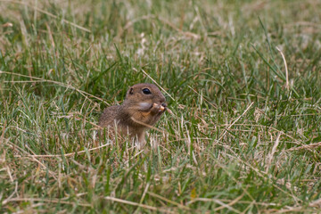 Naklejka na ściany i meble Rodent Spermophilus citellus on a meadow with grass and in its environment 