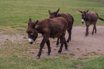 Three donkeys walk across a meadow on a farm 