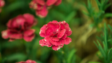 red and white flower