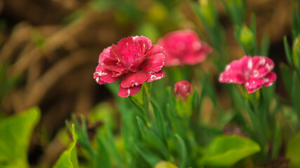 flower in the garden