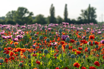 Poppy flower fields in Hungary