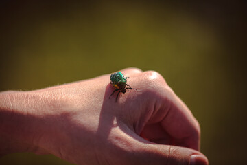 cockchafer on finger