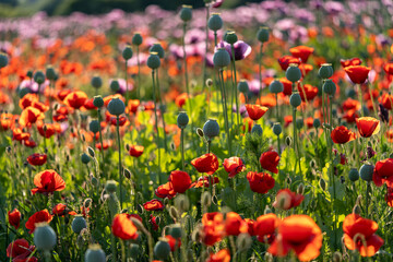 Poppy flower fields in Hungary