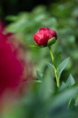 Beautiful blooming red peony. Red bud on a blurred natural background.