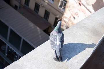 Gray pigeon on cornice over the houses, view from the back