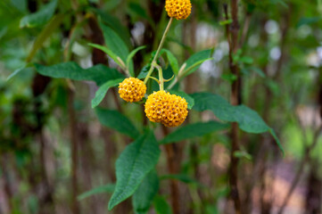 Buddleja globosa medicinal plant or orange-ball-tree, orange ball buddleja, matico is aspecies of flowering plant endemic to Chile and Argentina