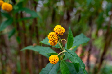 Buddleja globosa medicinal plant or orange-ball-tree, orange ball buddleja, matico is aspecies of flowering plant endemic to Chile and Argentina