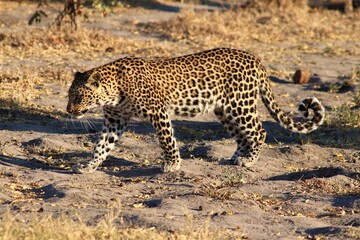 Male leopard walking in Moremi game reserve Botswana.