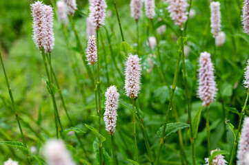 Fototapeta premium Botanical collection, young green leaves and pink flowers of medicinal plant Bistorta officinalis or Persicaria bistorta), known as bistort, snakeroot, snake-root, snakeweed and Easter-ledges.
