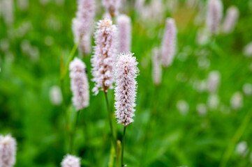 Botanical collection, young green leaves and pink flowers of medicinal plant Bistorta officinalis or Persicaria bistorta), known as bistort, snakeroot, snake-root, snakeweed and Easter-ledges.