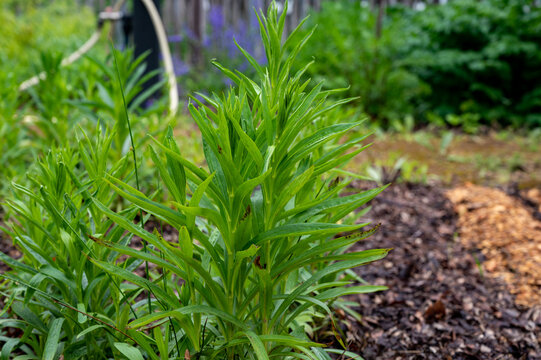 Botanical collection, young green plants of medicinal toxic plant Digitalis lanata or woolly foxglove or Grecian foxglove flowering plant in plantain family Plantaginaceae toxic in all parts of plant.