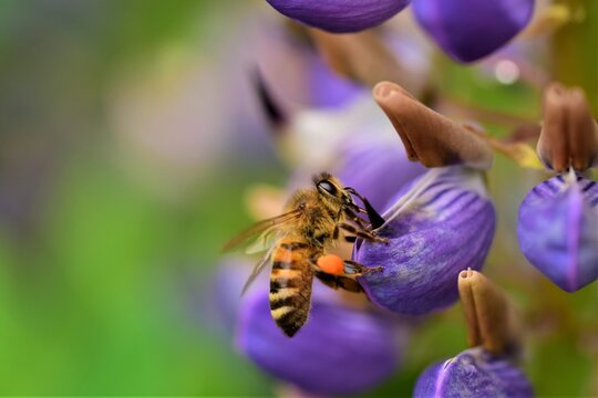 Close up of a honey bee on a purple lupin flower