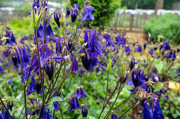 Botanical collection, young green leaves and violet flowers of garden poisoning plant  Aquilegia vulgaris or columbine, granny's nightcap, granny's bonnet native to Europe