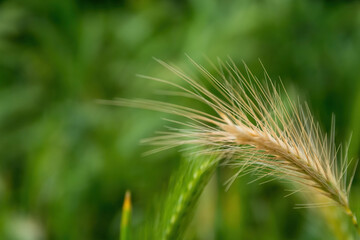 Feathery fresh spiky grass in the summer in selective focus