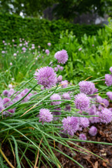 Botanical collection, violet blossom of edible, medicinal, ornamental garden plant Alllium, chive onion plant