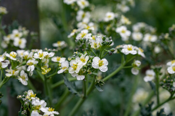 Botanical collection, white blossom of eadible sea shore plant Crambe maritima or sea kale,seakale...