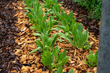 Botanical collection, young green leaves of edible and medicinal garden plant Tanacetum balsamita perennial temperate herb or costmary, alecost, balsam herb, bible leaf, or mint geranium